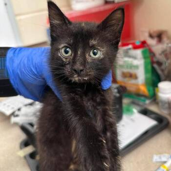 Cassidy 26-07-086 -  Domestic Short Hair Cat for Adoption in Bastrop, Texas - Cassidy 26-07-086 | PetCurious