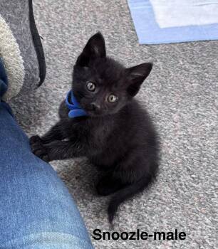 Domestic Medium Hair and Siamese Cats Available for Adoption in Crystal Lake, Illinois - Snoozle | PetCurious