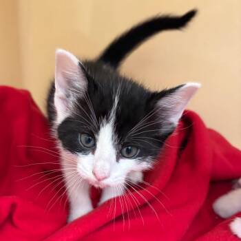 Domestic Short Hair Cats Available for Adoption in East Hanover, New Jersey - Cul-de-sac | PetCurious