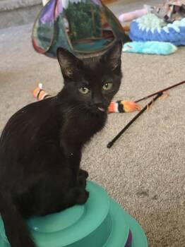 Domestic Short Hair Cats Available for Adoption in Lafayette, Colorado - Mango | PetCurious