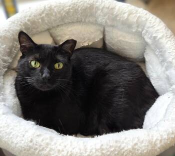Rescue Domestic Short Hair Cats for Adoption in Warwick, New York - Daphne | PetCurious
