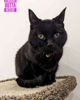 Rescue Domestic Short Hair Cats for Adoption in Vancouver, British Columbia - Boo | PetCurious