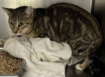 Rescue Domestic Short Hair Cats for Adoption - STORMY | PetCurious