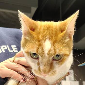 Jagger -  Domestic Short Hair Cat for Adoption in Tampa, Florida - Jagger | PetCurious