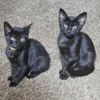 Bass--In Foster -  Domestic Short Hair Cat for Adoption in Fargo, North Dakota - Bass--In Foster | PetCurious