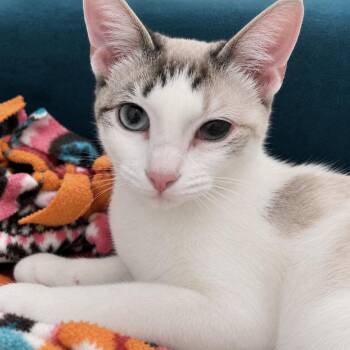 Ohana -  Domestic Short Hair and Siamese Cat for Adoption in Austin, Texas - Ohana | PetCurious