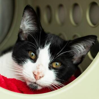 Leti -  Domestic Short Hair Cat for Adoption in Middletown, Rhode Island - Leti | PetCurious