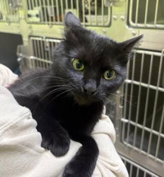 Wednesday -  Domestic Short Hair Cat for Adoption in Sioux City, Iowa - Wednesday | PetCurious