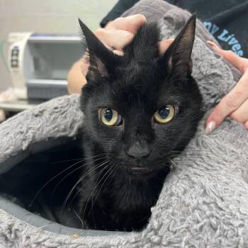 Domestic Short Hair and Mixed Breed Cats Available for Adoption in Port Charlotte, Florida - Beacon | PetCurious