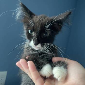 Sparks -  Domestic Medium Hair Cat for Adoption in Chanute, Kansas - Sparks | PetCurious