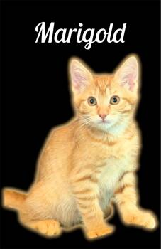 Marigold (Maragold) -  Domestic Short Hair Cat for Adoption in Auburn, California - Marigold (Maragold) | PetCurious