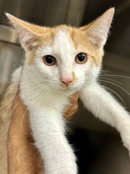 Rescue Domestic Short Hair Cats for Adoption in Wichita, Kansas - Lions Mane | PetCurious