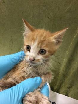 Domestic Short Hair Cats Available for Adoption in Riverside, California - ONION | PetCurious