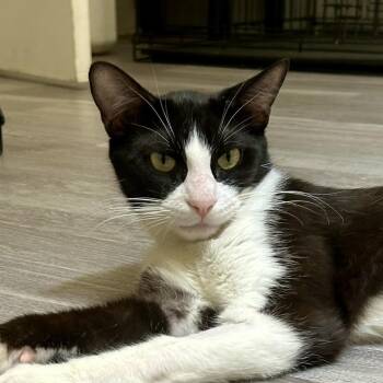 Rescue Domestic Short Hair Cats for Adoption in Mount Rainier, Maryland - MOOCHI | PetCurious