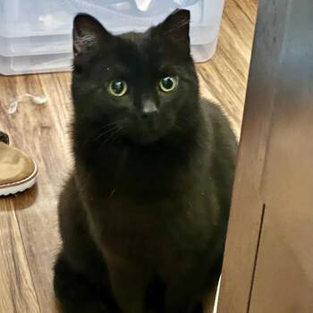 Rescue Domestic Short Hair Cats for Adoption in New Berlin, Wisconsin - Wednesday | PetCurious