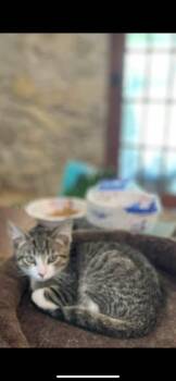 Rescue Domestic Short Hair Cats for Adoption in Waveland, Indiana - Sally | PetCurious