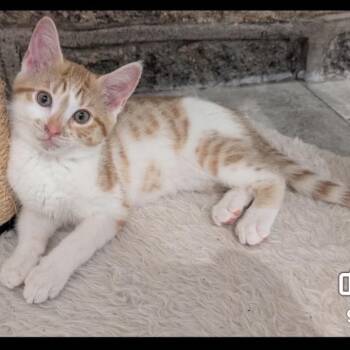 Cheeto -  Domestic Short Hair Cat for Adoption in Wanaque, New Jersey - Cheeto | PetCurious
