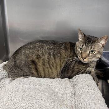 Baby Girl -  Domestic Short Hair Cat for Adoption in Casa Grande, Arizona - Baby Girl | PetCurious