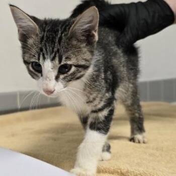 Jamaica -  Domestic Short Hair Cat for Adoption in Austin, Texas - Jamaica | PetCurious