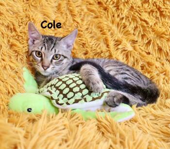 Cole -  Abyssinian and Tabby Cat for Adoption in St. Augustine, Florida - Cole | PetCurious