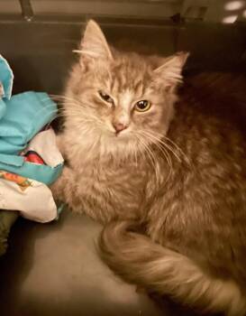 Domestic Medium Hair and Domestic Long Hair Cats Available for Adoption - Hancock | PetCurious