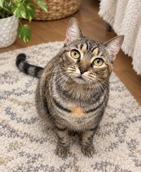 Kiwi -  Domestic Short Hair Cat for Adoption in Long Beach, New York - Kiwi | PetCurious