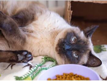 Siamese Cats Available for Adoption - Toast | PetCurious