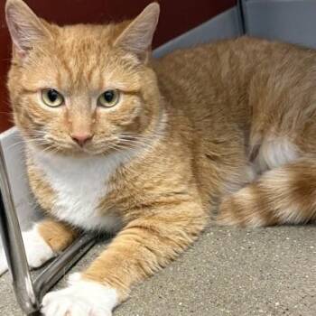 Domestic Short Hair Cats Available for Adoption - Lovey | PetCurious