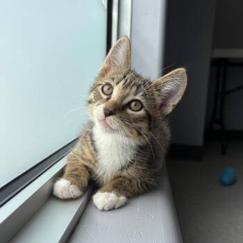 Domestic Short Hair Cats Available for Adoption in Clavet, Saskatchewan - Mickey | PetCurious
