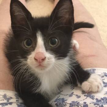 Rescue Domestic Short Hair Cats for Adoption in Cumming, Georgia - Roland | PetCurious