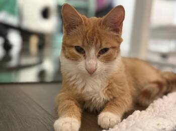 Domestic Medium Hair Cats Available for Adoption in Chandler, Arizona - Fandango Wilde | PetCurious