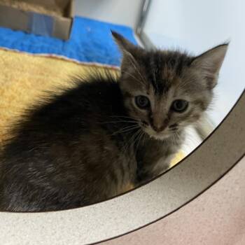 Domestic Short Hair Cats Available for Adoption in Dickinson, Texas - Wilma | PetCurious