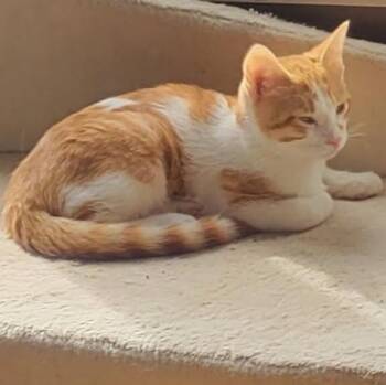 Yam (bonded with Sprout) -  Domestic Short Hair Cat for Adoption in Pickering, Ontario - Yam (bonded With Sprout) | PetCurious