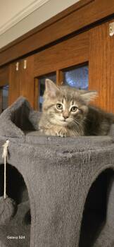 Chardonay -  Domestic Short Hair Cat for Adoption in Walled Lake, Michigan - Chardonay | PetCurious