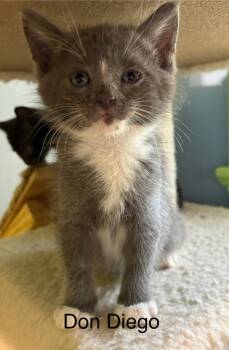 Rescue Domestic Short Hair Cats for Adoption in Bellevue, Nebraska - Don Diego | PetCurious