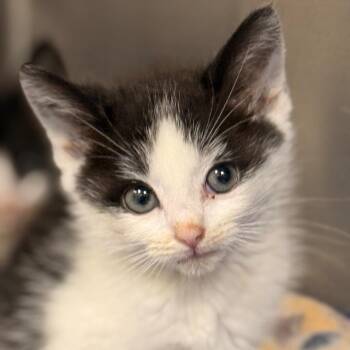 Radney -  Domestic Short Hair Cat for Adoption in Cumming, Georgia - Radney | PetCurious