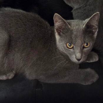 Zilly -  Domestic Short Hair Cat for Adoption in Chattanooga, Tennessee - Zilly | PetCurious