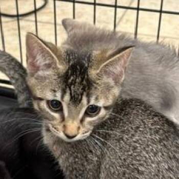 Sneezy -  Domestic Short Hair Cat for Adoption in Lake Jackson, Texas - Sneezy | PetCurious