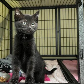 Domestic Short Hair Cats Available for Adoption in Hawthorne, California - Geri | PetCurious