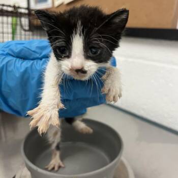Domestic Short Hair Cats Available for Adoption in Edinburg, Texas - Myla M1 | PetCurious