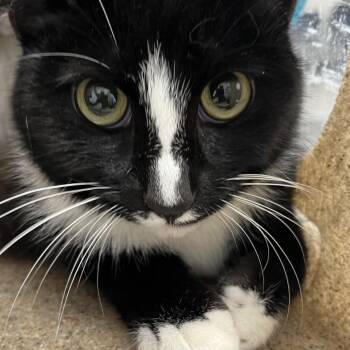 Roja -  Domestic Short Hair Cat for Adoption in Philadelphia, Pennsylvania - Roja | PetCurious
