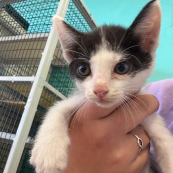 Havarti -  Domestic Short Hair Cat for Adoption in Lake Jackson, Texas - Havarti | PetCurious
