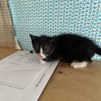 Anya -  Domestic Medium Hair Cat for Adoption in Wappingers Falls, New York - Anya | PetCurious