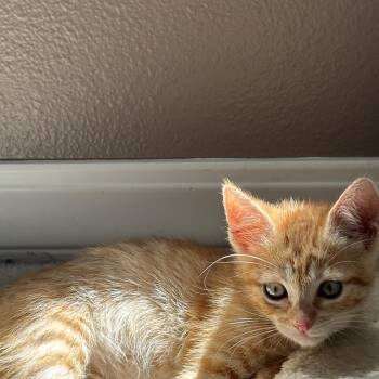 Elton -  Domestic Short Hair Cat for Adoption in Beaverton, Oregon - Elton | PetCurious