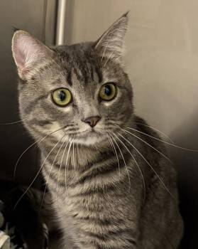 Casey -  Domestic Short Hair Cat for Adoption in Golden, Colorado - Casey | PetCurious