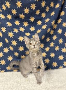 Rescue Domestic Short Hair Cats for Adoption in Upper Sandusky, Ohio - Marina | PetCurious