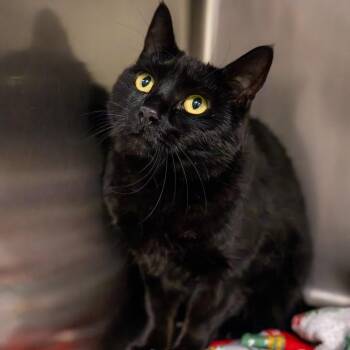 Shadow -  Domestic Short Hair Cat for Adoption in Twentynine Palms, California - Shadow | PetCurious