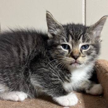 Ciabatta -  Domestic Short Hair Cat for Adoption in Dekalb, Illinois - Ciabatta | PetCurious