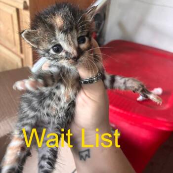 Peach -  Domestic Short Hair Cat for Adoption in Livingston, Texas - Peach | PetCurious