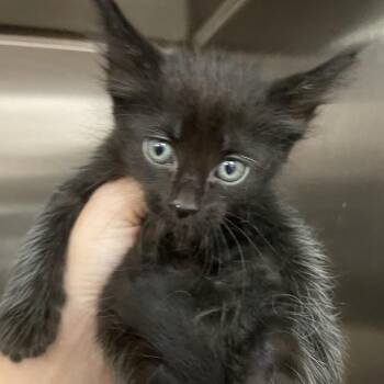Salem -  Domestic Short Hair Cat for Adoption in Port Charlotte, Florida - Salem | PetCurious